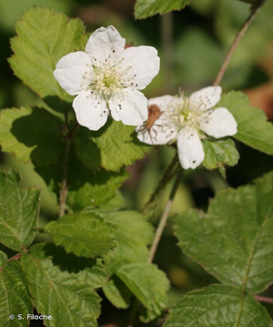 <i>Rubus caesius</i> L., 1753 © S. Filoche