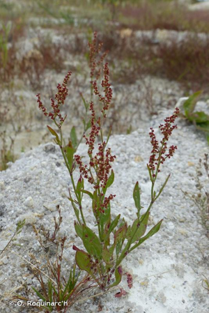 <i>Rumex acetosella</i> L., 1753 © O. Roquinarc'h
