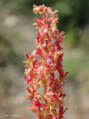 <i>Rumex bucephalophorus </i>L., 1753 subsp.<i> bucephalophorus</i> © H. TINGUY
