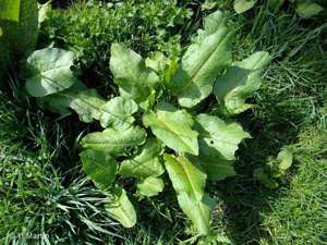 <i>Rumex obtusifolius </i>L., 1753 subsp.<i> obtusifolius</i> © 