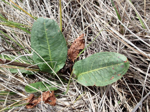 <i>Rumex pulcher</i> L., 1753 © R. Poncet