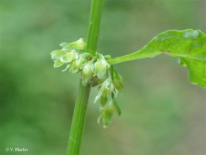 <i>Rumex sanguineus</i> L., 1753 © 