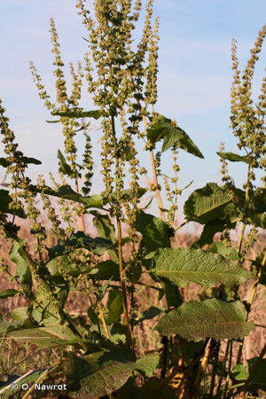 <i>Rumex </i>x<i> pratensis</i> Mert. & W.D.J.Koch, 1826 © O. Nawrot