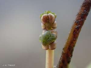 <i>Ruppia maritima</i> L., 1753 © H. TINGUY