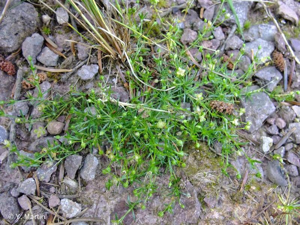 <i>Sagina procumbens</i> L., 1753 © 