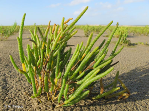 <i>Salicornia europaea </i>subsp.<i> disarticulata</i> (Moss) Lambinon & Vanderp., 2012 © H. Tinguy