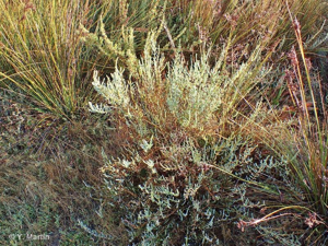 <i>Salicornia fruticosa</i> (L.) L., 1762 © 