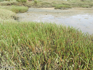 <i>Salicornia perennis</i> Mill., 1768 © H. Tinguy