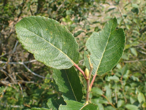 <i>Salix caprea</i> L., 1753 © 