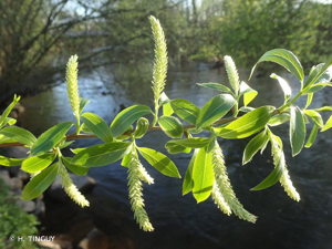 <i>Salix </i>x<i> fragilis</i> L., 1753 © H. TINGUY