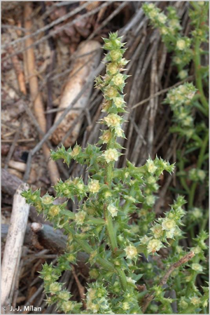 <i>Salsola kali</i> L., 1753 © 