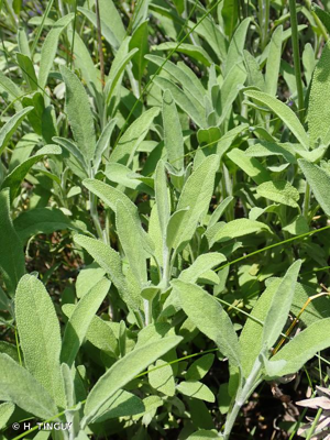 <i>Salvia officinalis </i>subsp.<i> lavandulifolia</i> (Vahl) Gams, 1927 © H. TINGUY