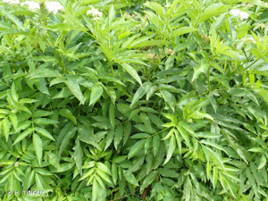 <i>Sambucus ebulus</i> L., 1753 © H. TINGUY