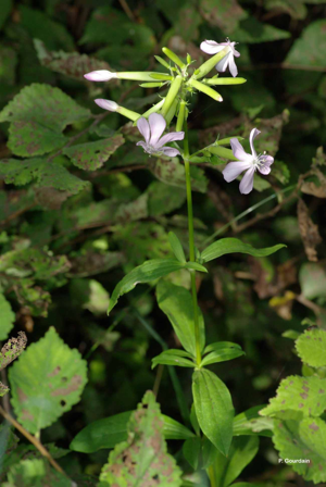 <i>Saponaria officinalis</i> L., 1753 © P. Gourdain