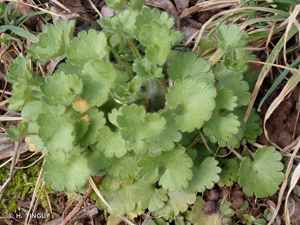 <i>Saxifraga granulata</i> L., 1753 © H. TINGUY
