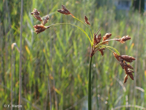 <i>Schoenoplectus lacustris</i> (L.) Palla, 1888 © 