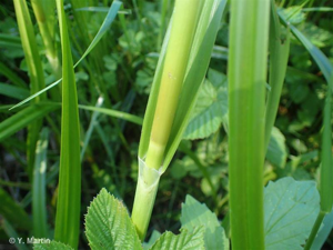 <i>Scirpus sylvaticus</i> L., 1753 © 