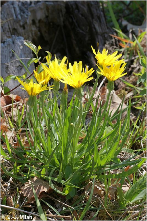 <i>Scorzonera humilis</i> L., 1753 © 