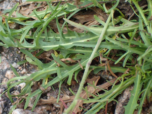 <i>Scorzoneroides autumnalis</i> (L.) Moench, 1794 © 