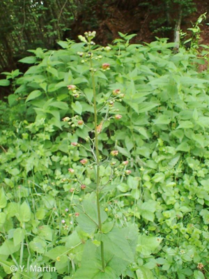 <i>Scrophularia nodosa</i> L., 1753 © 