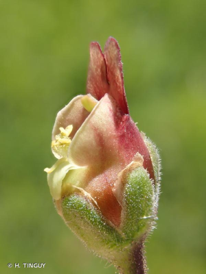 <i>Scrophularia scorodonia</i> L., 1753 © H. TINGUY