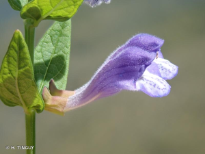<i>Scutellaria minor</i> Huds., 1762 © H. TINGUY