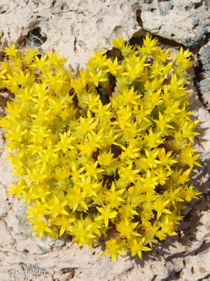 <i>Sedum acre</i> L., 1753 © H. TINGUY