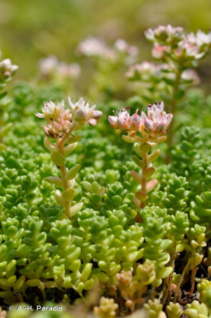 <i>Sedum anglicum</i> Huds., 1778 © A.-H. Paradis