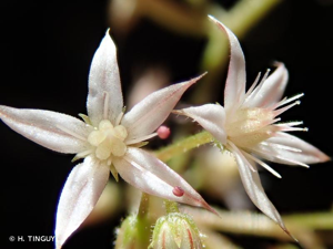 <i>Sedum cepaea</i> L., 1753 © H. TINGUY