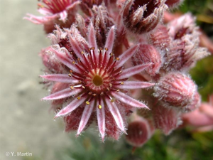 <i>Sempervivum tectorum</i> L., 1753 © 