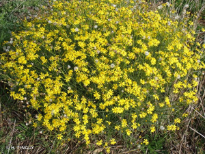<i>Senecio inaequidens</i> DC., 1838 © H. TINGUY