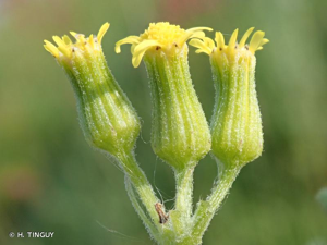 <i>Senecio sylvaticus</i> L., 1753 © H. TINGUY
