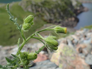 <i>Senecio viscosus</i> L., 1753 © 