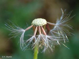 <i>Senecio vulgaris </i>L., 1753 subsp.<i> vulgaris</i> © 