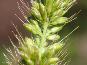 <i>Setaria italica </i>subsp.<i> viridis</i> (L.) Thell., 1912 © 
