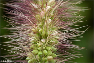 <i>Setaria pumila</i> (Poir.) Roem. & Schult., 1817 © 