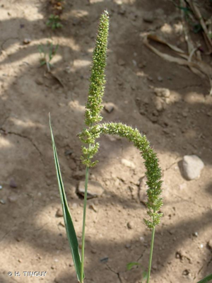 <i>Setaria verticillata</i> (L.) P.Beauv., 1812 © H. TINGUY