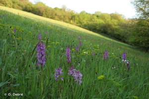 <i>Orchis mascula </i>(L.) L., 1755 subsp.<i> mascula</i> © O. Debré