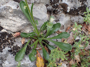<i>Silene otites</i> (L.) Wibel, 1799 © 