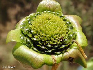 <i>Silphium perfoliatum</i> L., 1759 © H. TINGUY