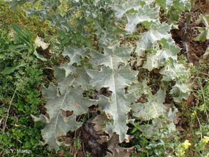 <i>Silybum marianum</i> (L.) Gaertn., 1791 © 