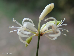 <i>Smilax aspera</i> L., 1753 © H. TINGUY