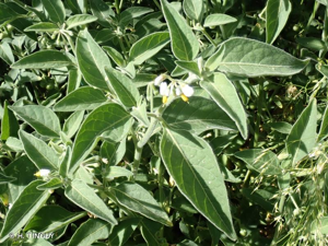 <i>Solanum chenopodioides</i> Lam., 1794 © H. TINGUY