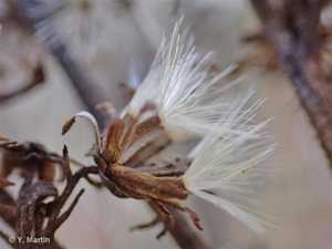 <i>Solidago virgaurea </i>L., 1753 subsp.<i> virgaurea</i> © 
