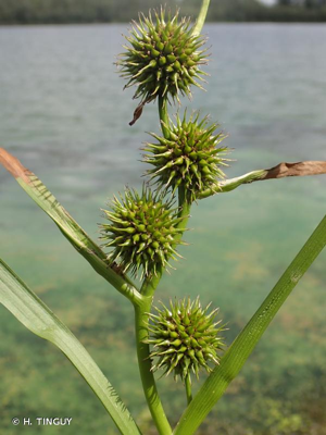 <i>Sparganium emersum</i> Rehmann, 1871 © H. TINGUY
