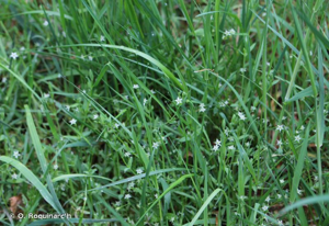 <i>Stellaria alsine</i> Grimm, 1767 © O. Roquinarc'h