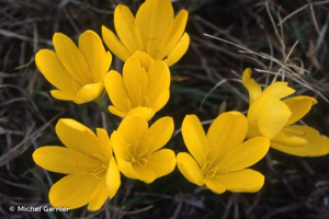<i>Sternbergia lutea</i> (L.) Ker Gawl. ex Spreng., 1825 © Michel Garnier