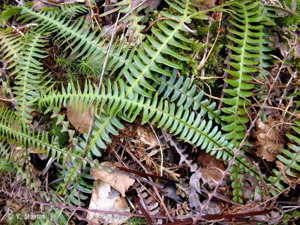 <i>Struthiopteris spicant</i> (L.) Weiss, 1770 © 