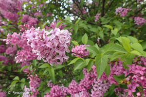 <i>Syringa vulgaris</i> L., 1753 © O. Roquinarc'h