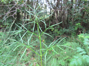 <i>Thysselinum lancifolium</i> (Hoffmanns. & Link ex Lange) Calest., 1905 © H. Tinguy
